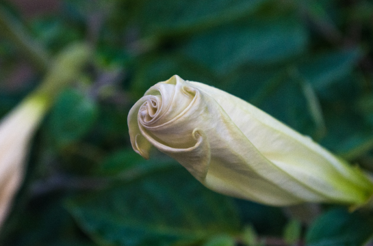 曼陀罗花